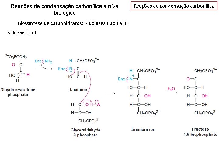 Reações de condensação carbonílica a nível biológico Biossíntese de carbohidratos: Aldolases tipo I e