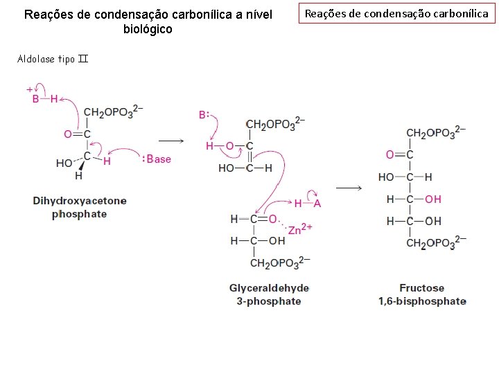 Reações de condensação carbonílica a nível biológico Aldolase tipo II Reações de condensação carbonílica