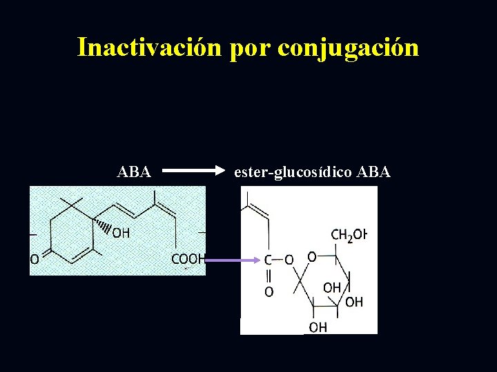 Inactivación por conjugación ABA ester-glucosídico ABA 