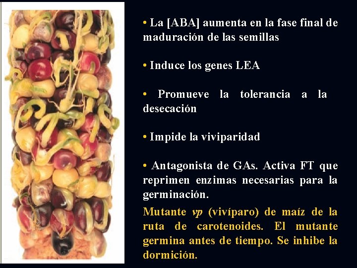  • La [ABA] aumenta en la fase final de maduración de las semillas
