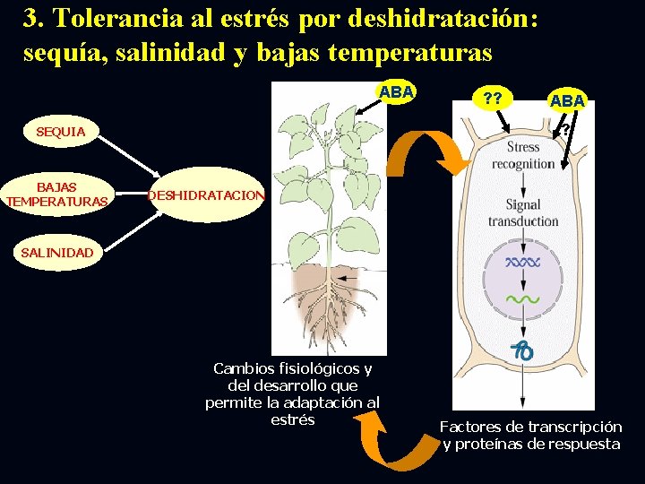 3. Tolerancia al estrés por deshidratación: sequía, salinidad y bajas temperaturas ABA ? SEQUIA