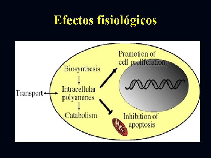 Efectos fisiológicos 