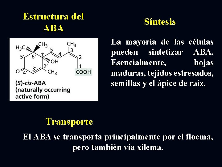 Estructura del ABA Síntesis La mayoría de las células pueden sintetizar ABA. Esencialmente, hojas