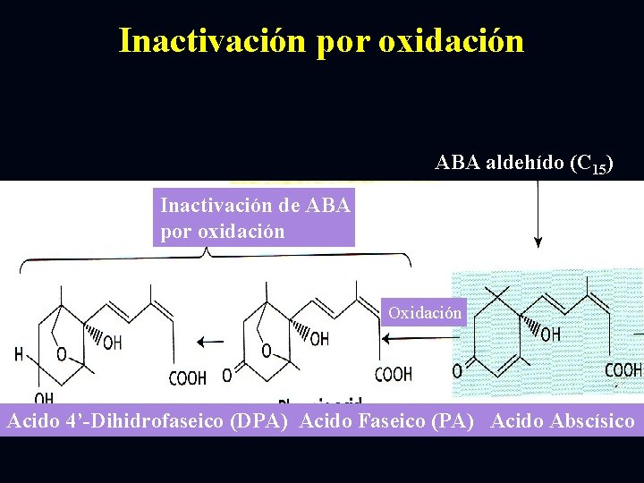 Inactivación por oxidación ABA aldehído (C 15) Inactivación de ABA por oxidación Oxidación Acido