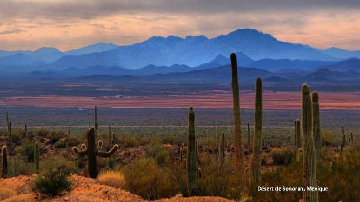 Désert de Sonoran, Mexique 