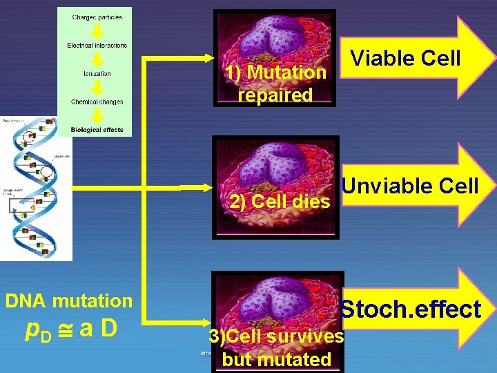 Viable Cell 1) Mutation repaired 2) Cell dies DNA mutation p. D a D