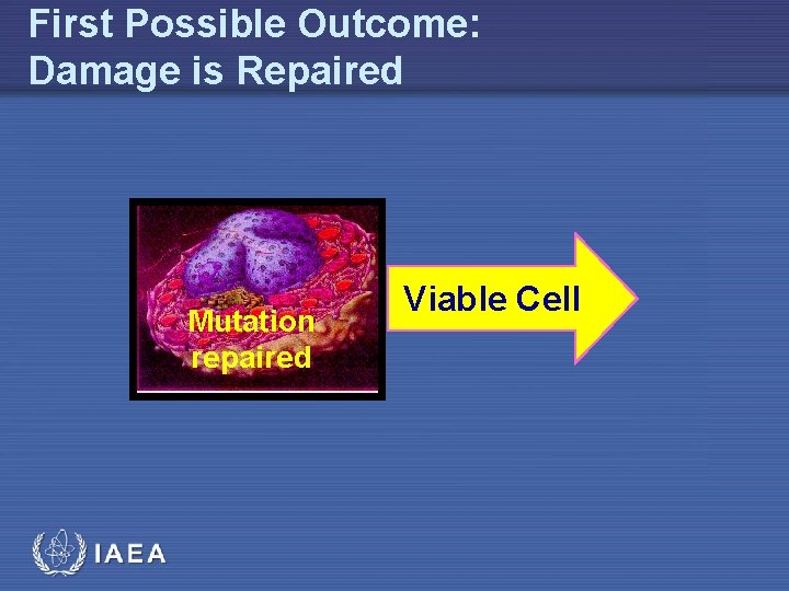 First Possible Outcome: Damage is Repaired Mutation repaired Viable Cell 