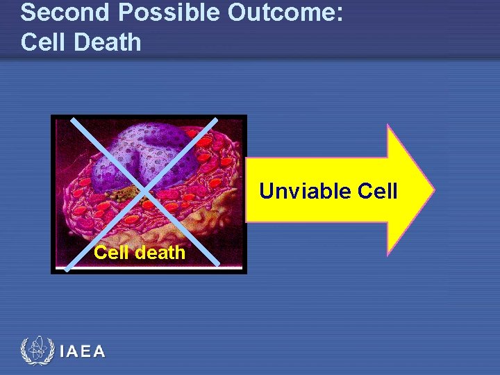 Second Possible Outcome: Cell Death Unviable Cell death 