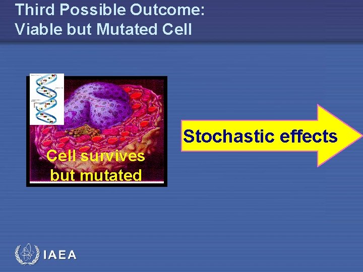Third Possible Outcome: Viable but Mutated Cell Stochastic effects Cell survives but mutated 