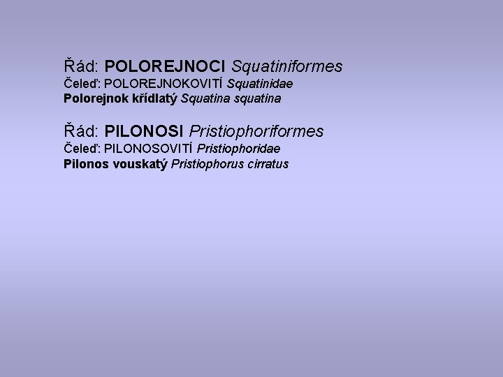 Řád: POLOREJNOCI Squatiniformes Čeleď: POLOREJNOKOVITÍ Squatinidae Polorejnok křídlatý Squatina squatina Řád: PILONOSI Pristiophoriformes Čeleď: