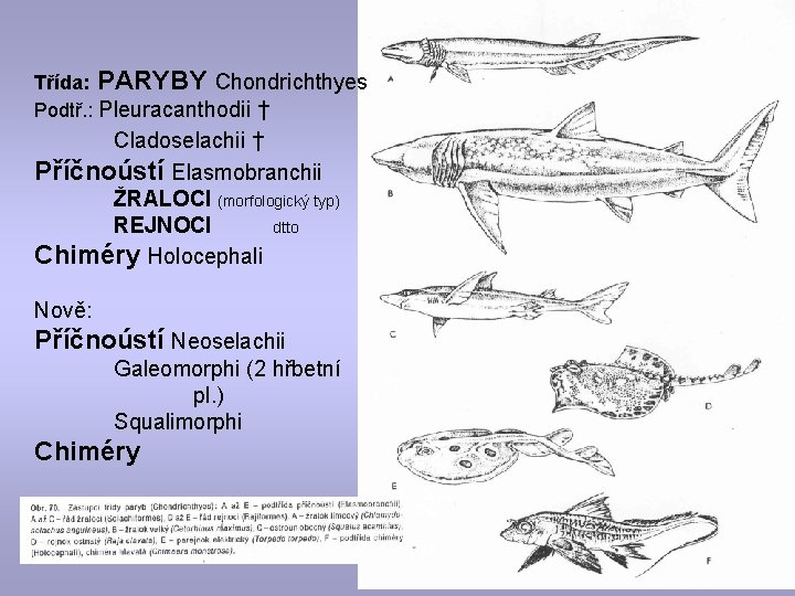 Třída: PARYBY Chondrichthyes Podtř. : Pleuracanthodii † Cladoselachii † Příčnoústí Elasmobranchii ŽRALOCI (morfologický typ)