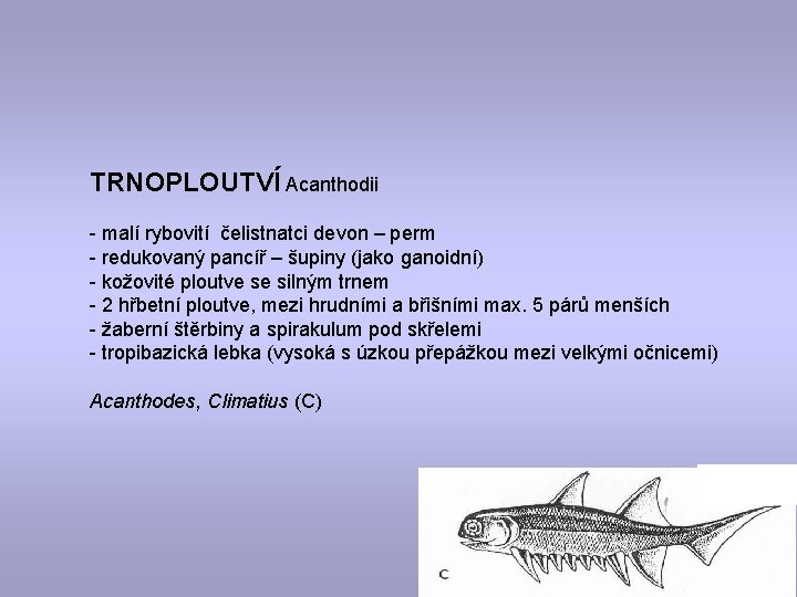TRNOPLOUTVÍ Acanthodii - malí rybovití čelistnatci devon – perm - redukovaný pancíř – šupiny