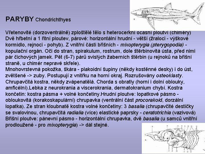 PARYBY Chondrichthyes Vřetenovité (dorzoventrálně) zploštělé tělo s heterocerkní ocasní ploutví (chiméry) Dvě hřbetní a