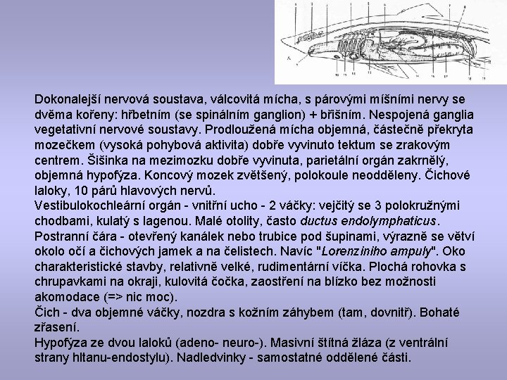 Dokonalejší nervová soustava, válcovitá mícha, s párovými míšními nervy se dvěma kořeny: hřbetním (se