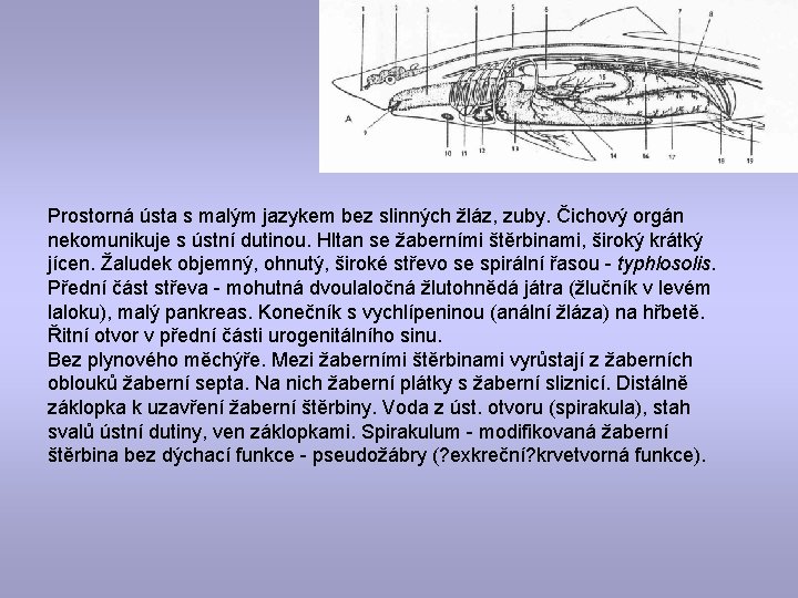 Prostorná ústa s malým jazykem bez slinných žláz, zuby. Čichový orgán nekomunikuje s ústní