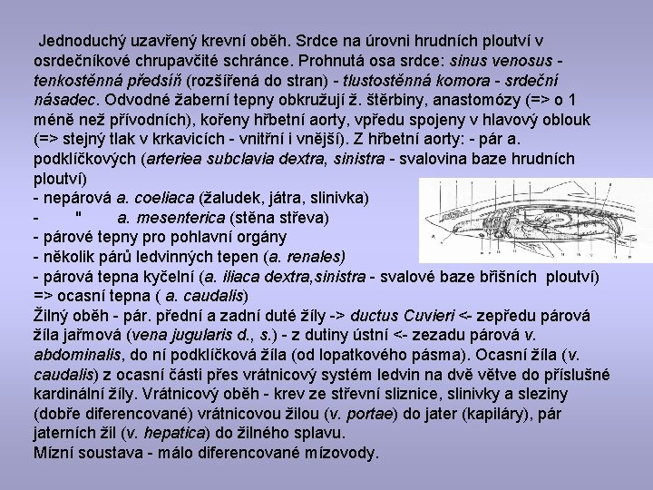  Jednoduchý uzavřený krevní oběh. Srdce na úrovni hrudních ploutví v osrdečníkové chrupavčité schránce.