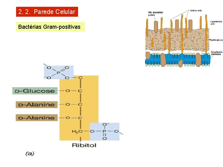 2. 2. Parede Celular Bactérias Gram-positivas 