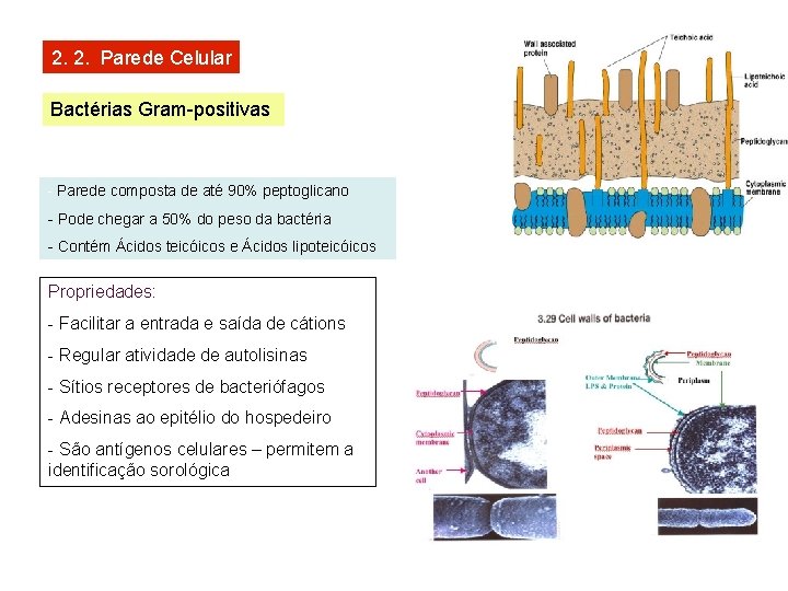 2. 2. Parede Celular Bactérias Gram-positivas - Parede composta de até 90% peptoglicano -