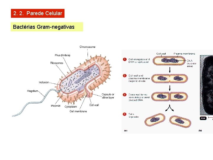 2. 2. Parede Celular Bactérias Gram-negativas 