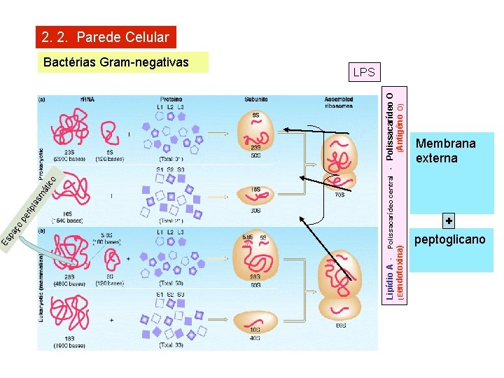 Bactérias Gram-negativas Lipídio A - Polissacarídeo central - Polissacarídeo O (Eendotoxina) (Antigêno O) o