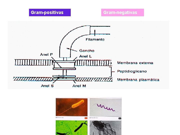 Gram-positivas Gram-negativas 