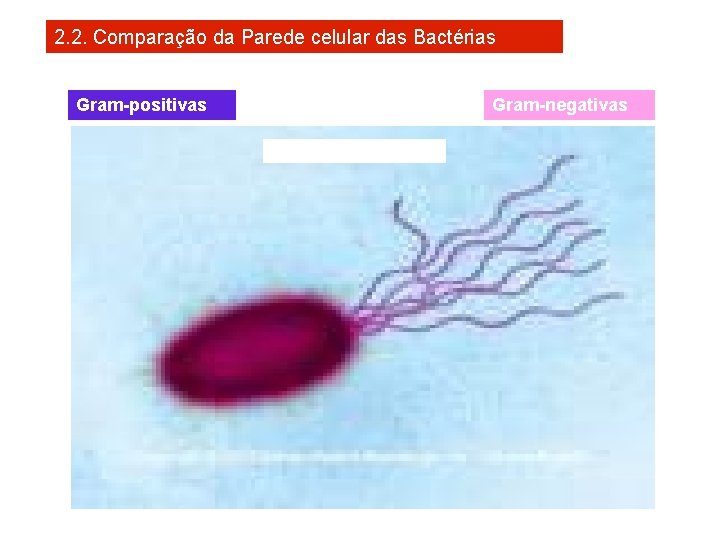 2. 2. Comparação da Parede celular das Bactérias Gram-positivas Gram-negativas 