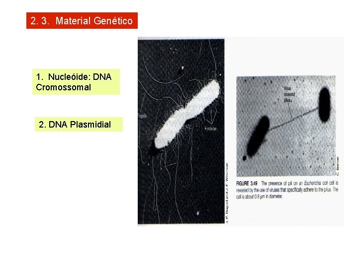 2. 3. Material Genético 1. Nucleóide: DNA Cromossomal 2. DNA Plasmidial 