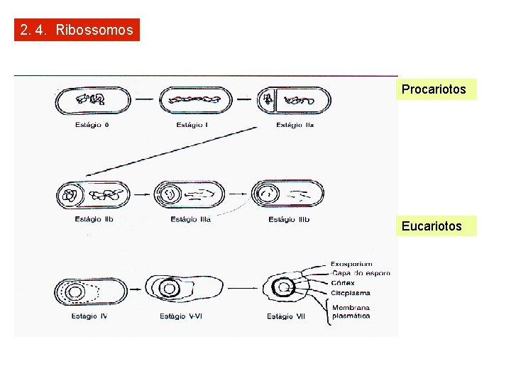 2. 4. Ribossomos Procariotos Eucariotos 