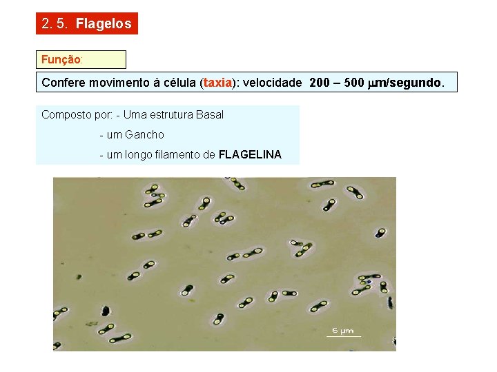 2. 5. Flagelos Função: Confere movimento à célula (taxia): velocidade 200 – 500 mm/segundo.