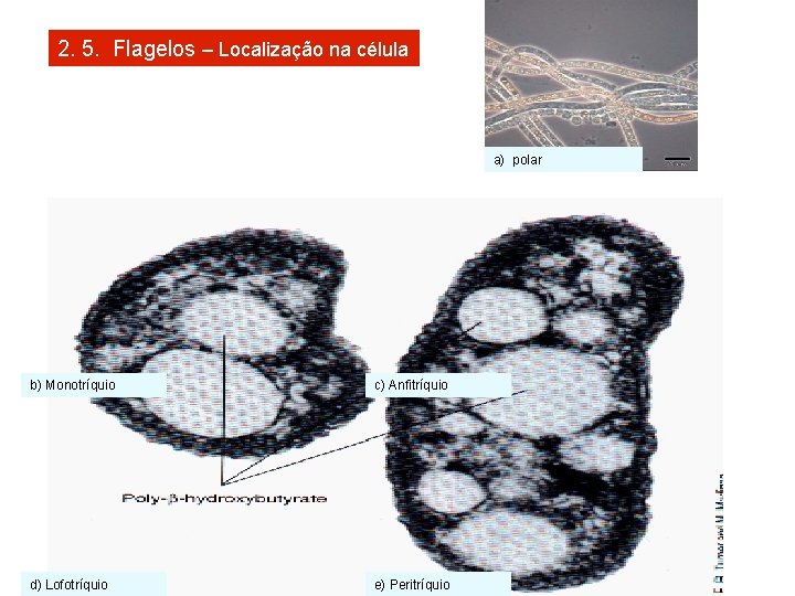 2. 5. Flagelos – Localização na célula 2. 5. Flagelos a) polar b) Monotríquio