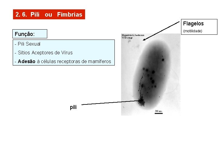 2. 6. Pili ou Fímbrias Flagelos (motilidade) Função: - Pili Sexual - Sítios Aceptores