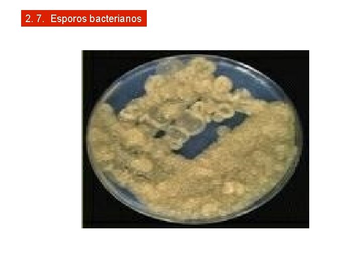 2. 7. Esporos bacterianos 