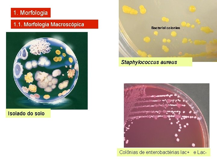 1. Morfologia 1. 1. Morfologia Macroscópica Staphylococcus aureus Isolado do solo Colônias de enterobactérias