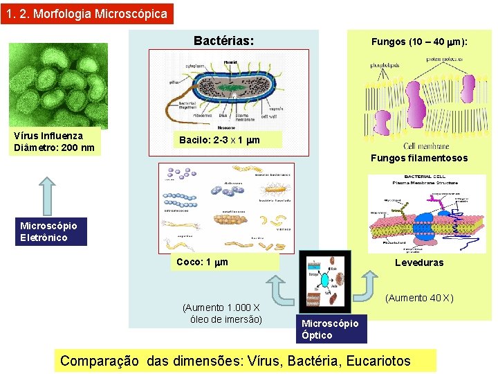 1. 2. Morfologia Microscópica Bactérias: Vírus Influenza Diâmetro: 200 nm Fungos (10 – 40
