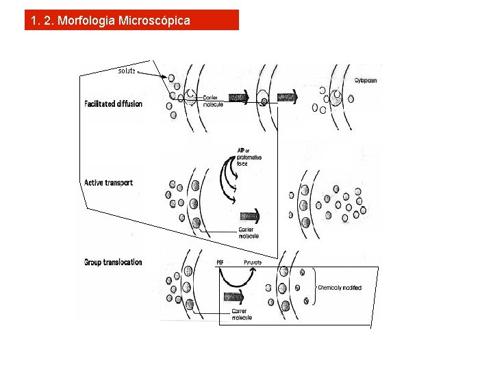 1. 2. Morfologia Microscópica 