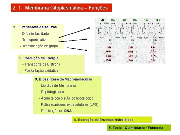 2. 1. Membrana Citoplasmática – Funções 1. Transporte de solutos - Difusão facilitada -