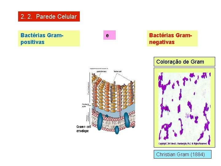 2. 2. Parede Celular Bactérias Grampositivas e Bactérias Gramnegativas Coloração de Gram Christian Gram