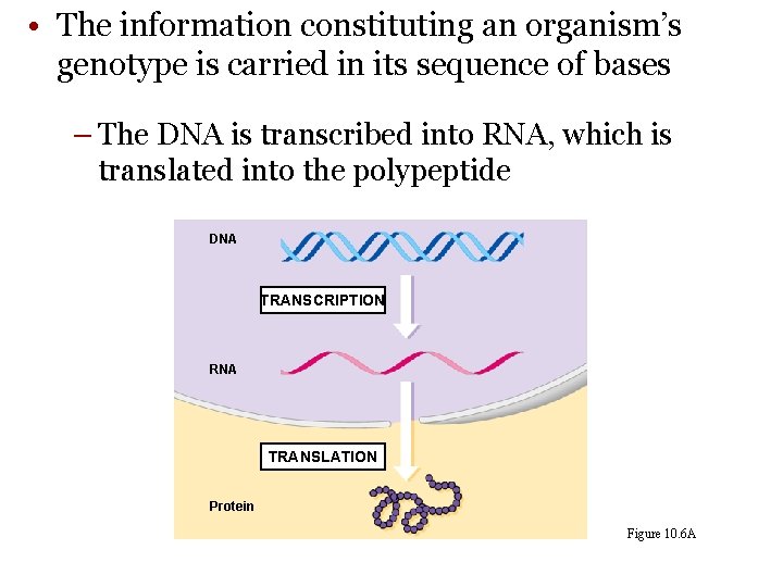  • The information constituting an organism’s genotype is carried in its sequence of