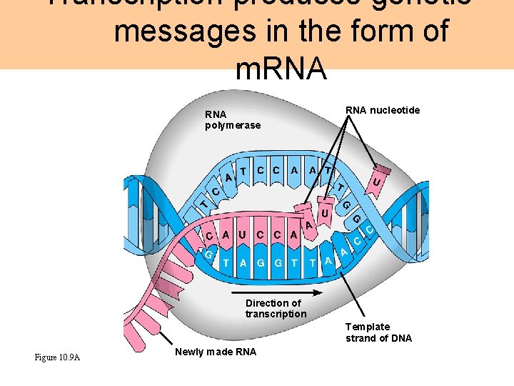 Transcription produces genetic messages in the form of m. RNA polymerase RNA nucleotide Direction