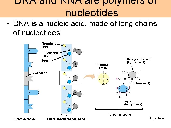 DNA and RNA are polymers of nucleotides • DNA is a nucleic acid, made