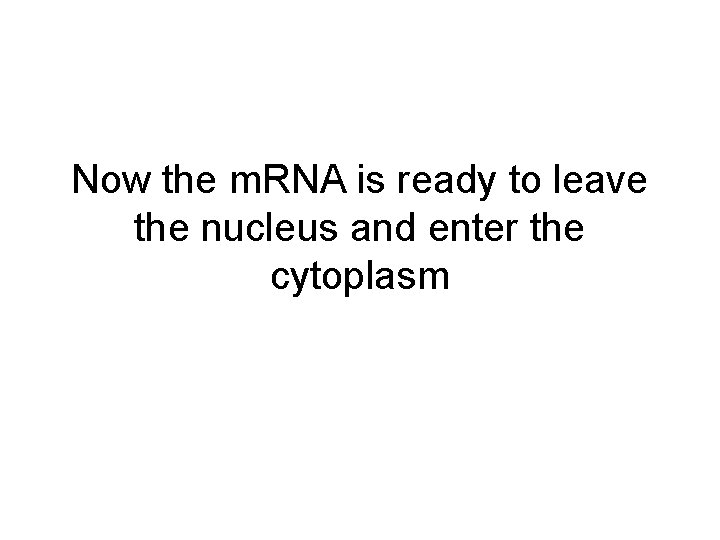 Now the m. RNA is ready to leave the nucleus and enter the cytoplasm