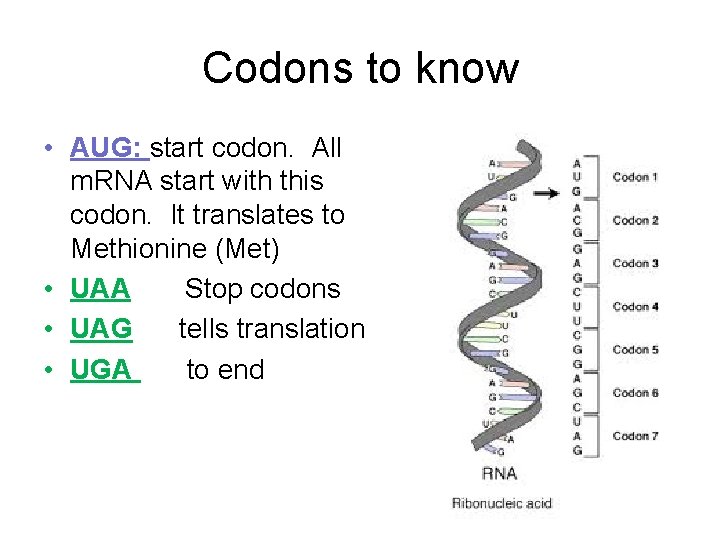 Codons to know • AUG: start codon. All m. RNA start with this codon.