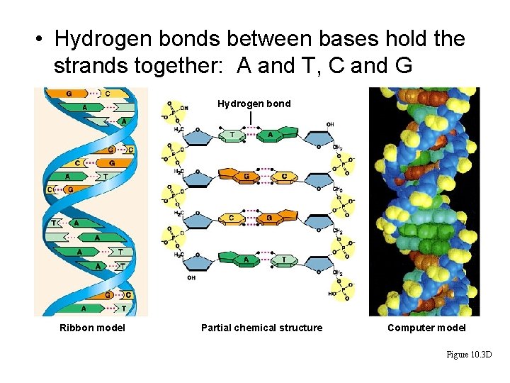  • Hydrogen bonds between bases hold the strands together: A and T, C