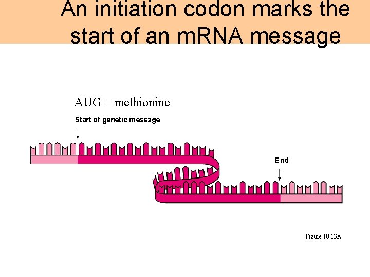 An initiation codon marks the start of an m. RNA message AUG = methionine