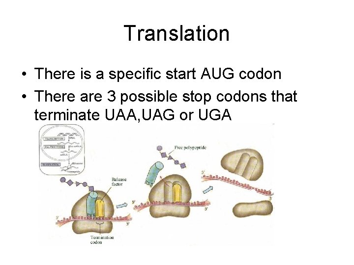 Translation • There is a specific start AUG codon • There are 3 possible