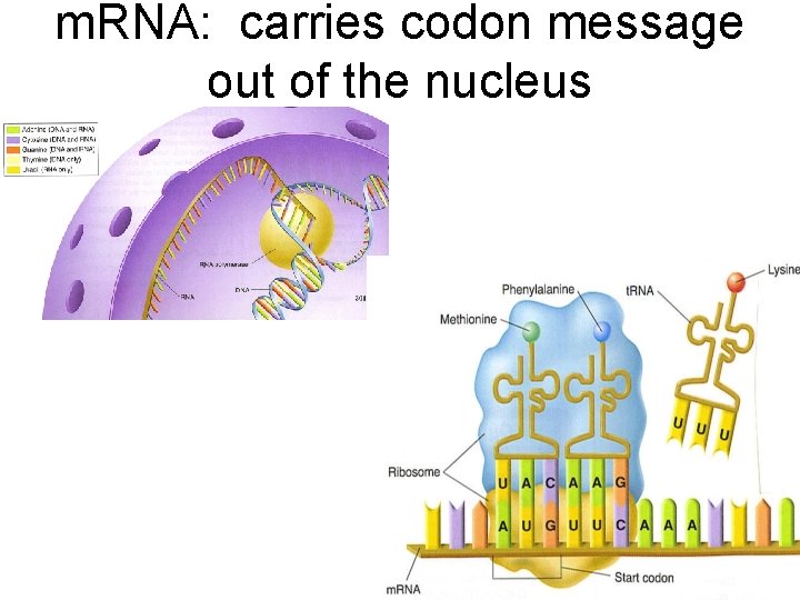 m. RNA: carries codon message out of the nucleus 