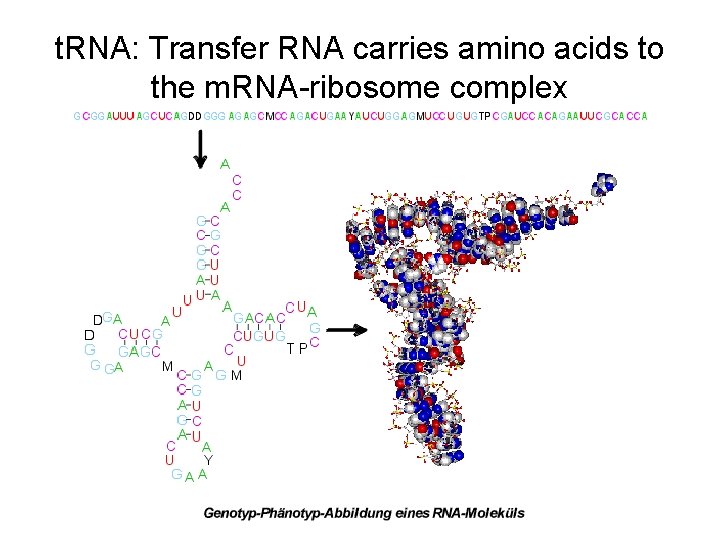 t. RNA: Transfer RNA carries amino acids to the m. RNA-ribosome complex 