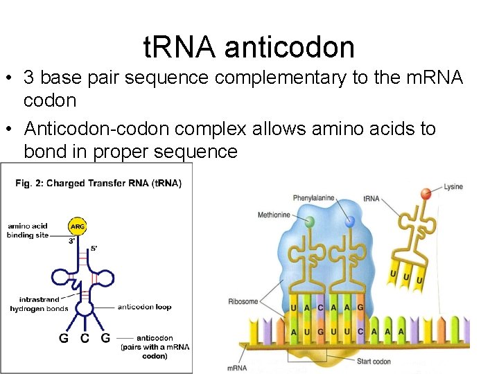 t. RNA anticodon • 3 base pair sequence complementary to the m. RNA codon