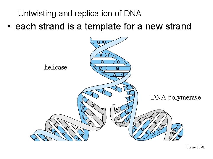 Untwisting and replication of DNA • each strand is a template for a new