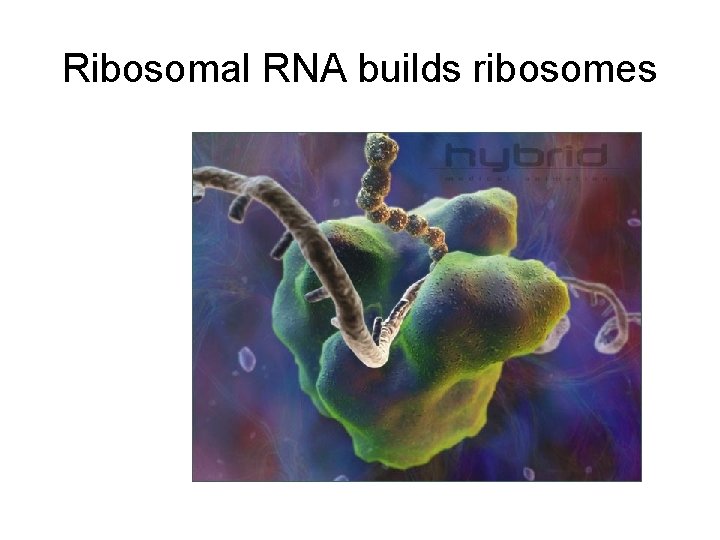 Ribosomal RNA builds ribosomes 